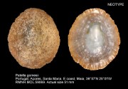 Patella gomesii